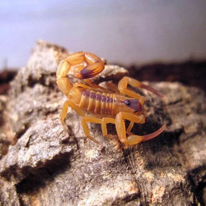 brazilian-yellow-scorpion-tityus-stigmurus Brazilian Yellow Scorpion (Tityus stigmurus)