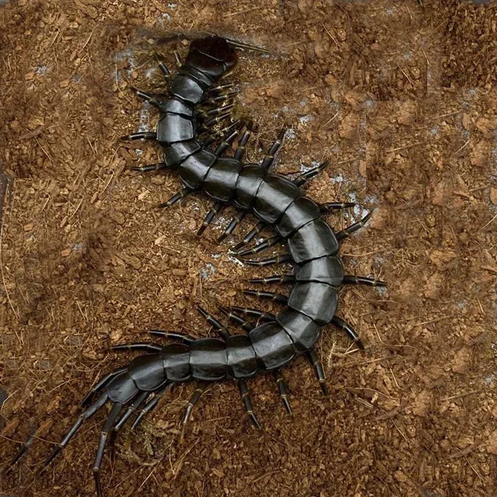 chinese-giant-tiger-leg-centipede-black-legs-scolopendra-hainanum Chinese Giant Tiger Leg Centipede ‘black legs’ (Scolopendra hainanum)