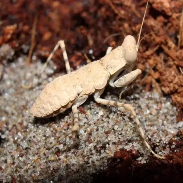 desert-mantis-eremiaphila-sp Desert Mantis (Eremiaphila sp.)