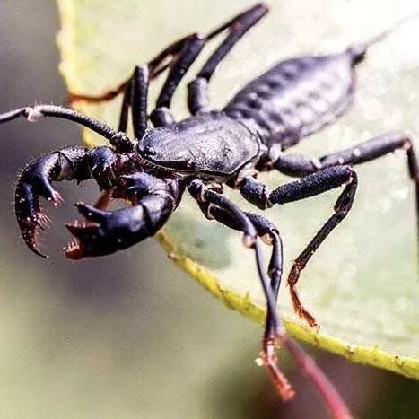 giant-whip-scorpion-mastigoproctus-giganteus Giant Whip Scorpion (Mastigoproctus giganteus)